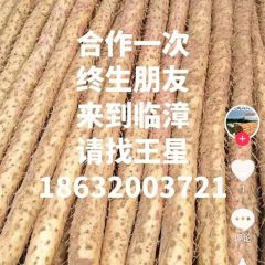 临漳铁棍山药大量走货中