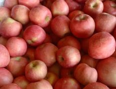 红富士苹果入库3000吨