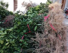 重庆纽荷尔脐橙移植大苗出售，1.5---2公分，5元/棵