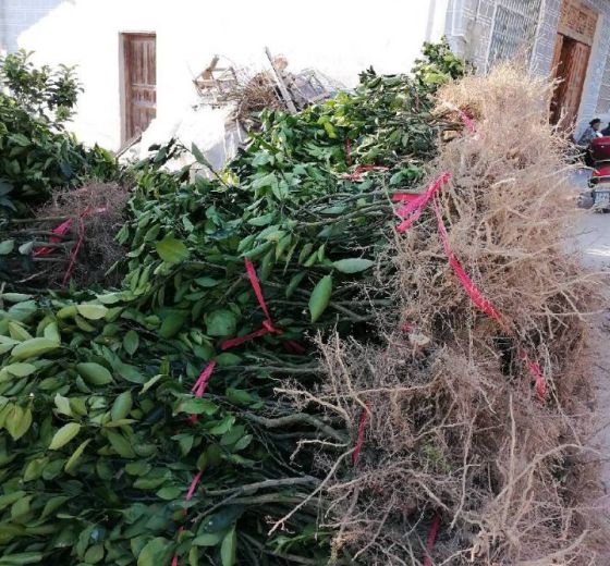 2019年重庆秀山纽荷尔脐橙苗价格