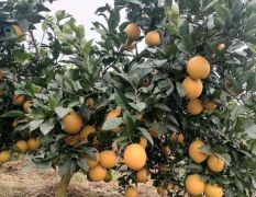 秀山纽荷尔脐橙可以釆摘了