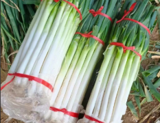 铁杆大葱价格上涨