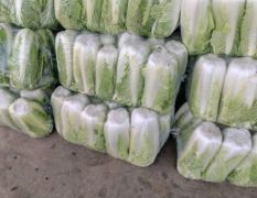 山东泰安肥城黄心菜，北京三号菜