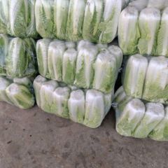 山东泰安肥城黄心菜，北京三号菜