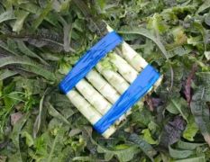 红叶窝笋，三清窝笋