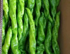 陇椒，罗丝椒，泡椒，线椒