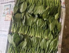 成武菠菜诚意代办, 菠菜大量上市中
