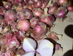 冷库红皮洋葱