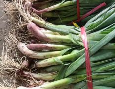 湖北钟祥红根蒜苗