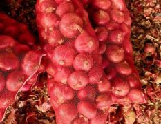 供应红皮 黄皮洋葱量大 质量好