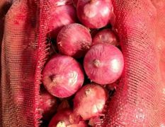 红皮洋葱价格便80以上，80以下大量供应