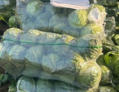 湖北中熟甘蓝、娃娃菜持续供应