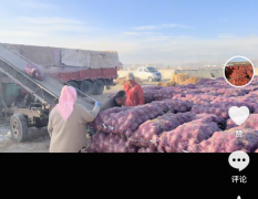 甘肃黄皮洋葱750-850/吨