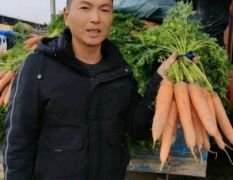 开封市祥符区范村胡萝卜，提供电商货，全苗，半苗，水洗精品，国外出口