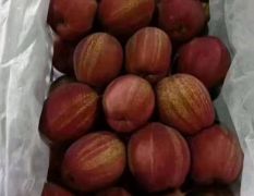 陕西彩虹梨批发，彩虹梨基地价格