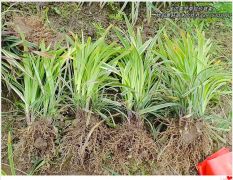 货源充足的湖南吉祥草,玉龙草