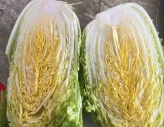 矮帮小黄心白菜