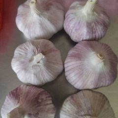 金乡永昌专业冷库储存，配资，出口，供应各