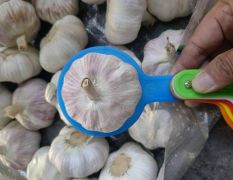 金乡冷库专业储存供应大蒜，蒜苔。