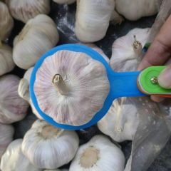 金乡冷库专业储存供应大蒜，蒜苔。