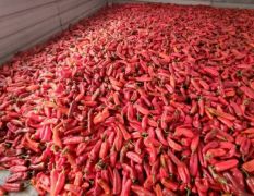 新鲜红辣椒 产地代办第一手货源