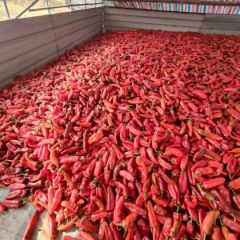 新鲜红辣椒 产地代办第一手货源