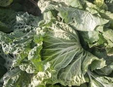 秦白二号大白菜