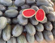 供应越南黑美人西瓜