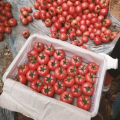 暖棚，硬粉西红柿，水果西红柿，