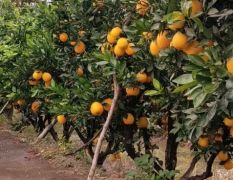 湖北省公安县纽荷尔脐橙供应-8毛无需信息费