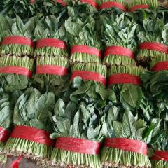 聊城菠菜产地，大叶菠菜大量上市