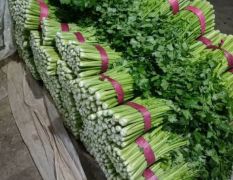 东昌府沙镇玻璃翠芹菜 价格便宜