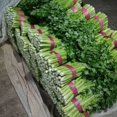 东昌府沙镇玻璃翠芹菜 价格便宜