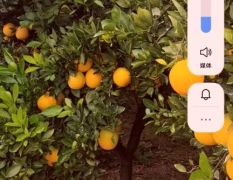 湖北省公安县优质纽荷尔脐橙8毛供应