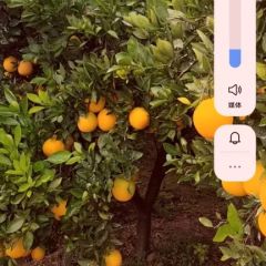 湖北省公安县优质纽荷尔脐橙8毛供应