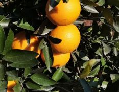 几千亩的埃及糖橙