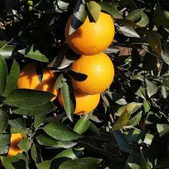 几千亩的埃及糖橙