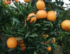 中国脐橙之乡，四川成都市金堂