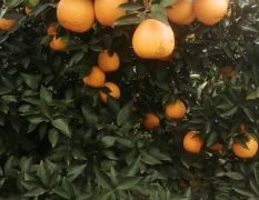 脐橙，耙耙柑，