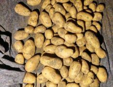 黄皮黄心土豆大量供应