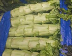 沂南莴苣大量上市了