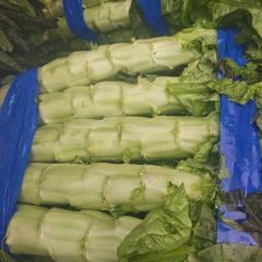 沂南莴苣大量上市了