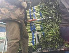 沂南辛集镇赵梅3月供应莴苣莴苣新鲜上市
