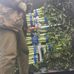 沂南辛集镇赵梅3月供应莴苣莴苣新鲜上市