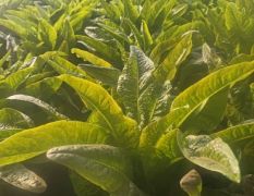 沂南莴苣大量上市