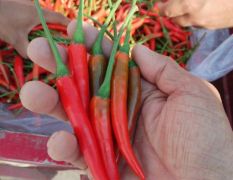 豆王米椒美人椒