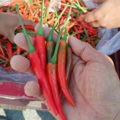 豆王米椒美人椒