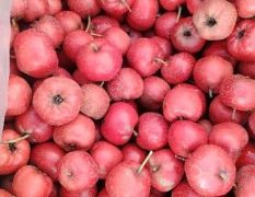 新泰特产甜红甜山楂