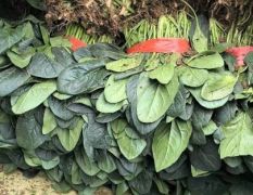 蔬菜基地大量供应