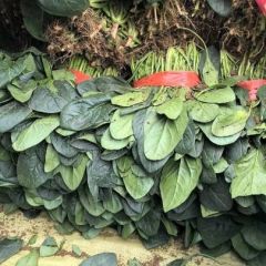 蔬菜基地大量供应